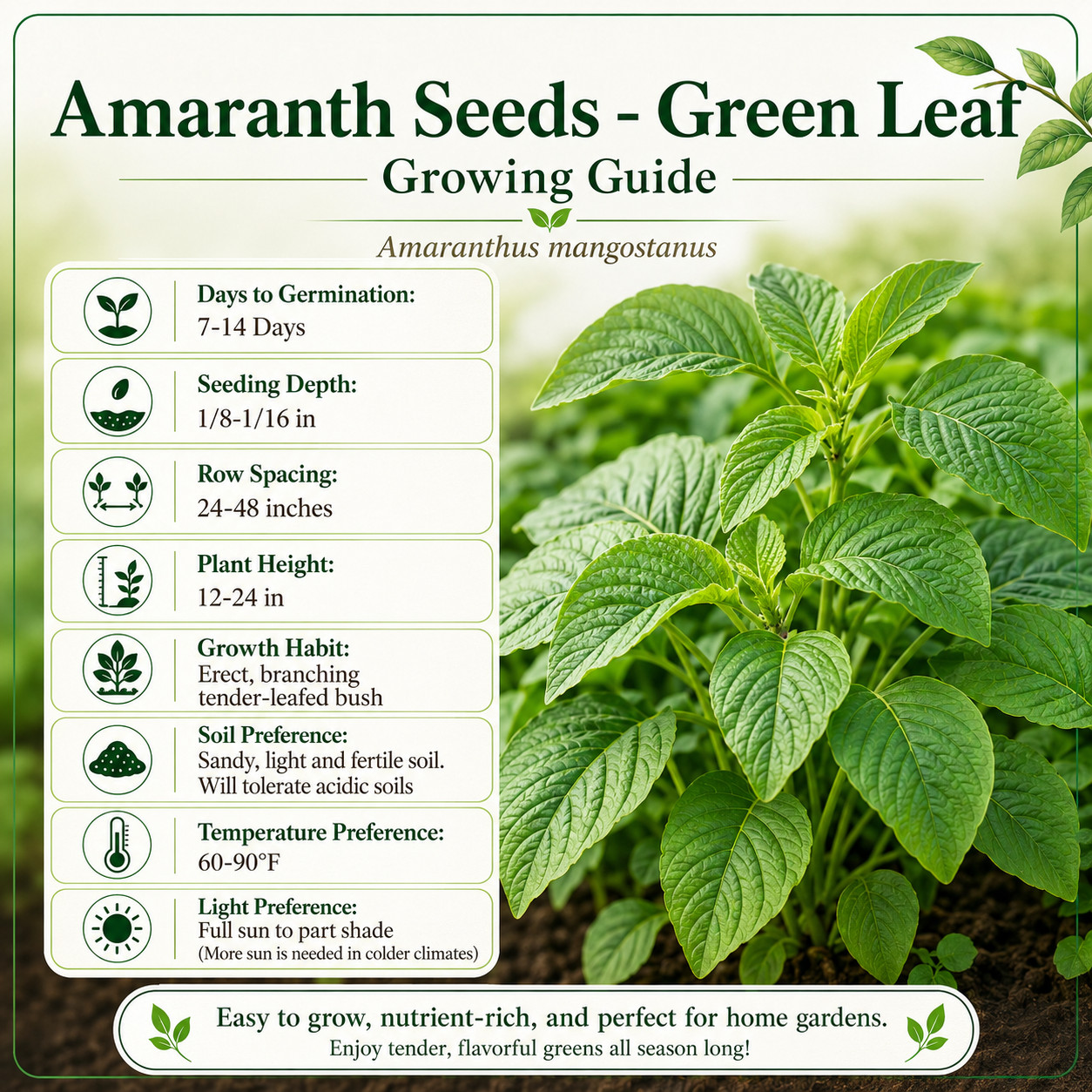 Green Amaranth Seeds,Spinach Seeds, (White Leaf) Rau Dền Xanh NON-GMO | Heirloom