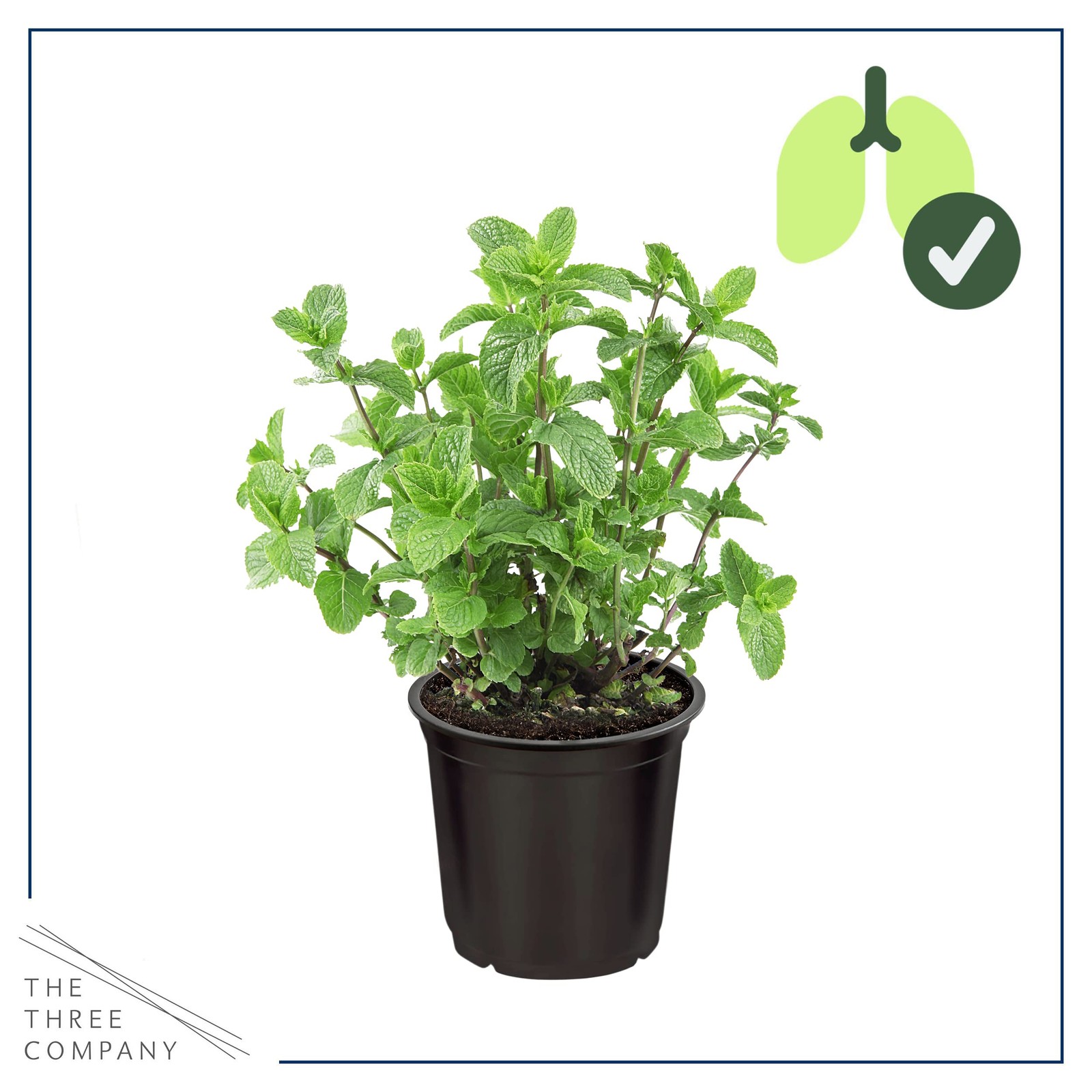 Live Aromatic and Edible Herb Mint 4 Per Pack, Naturally Improves Breathing …
