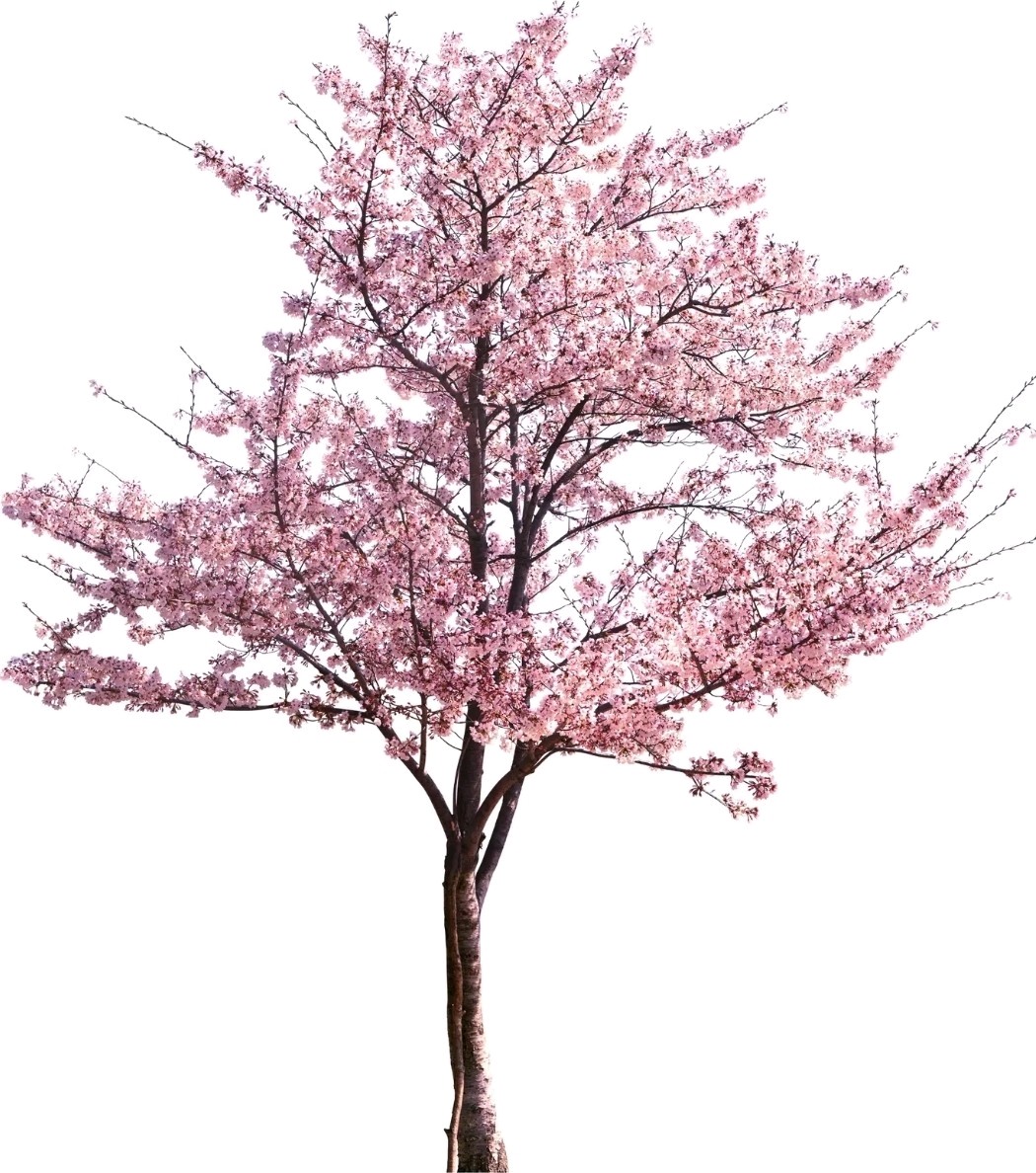 1 Pound Prunus Americana Tree Seeds About 900 To 1000 Seeds bulk