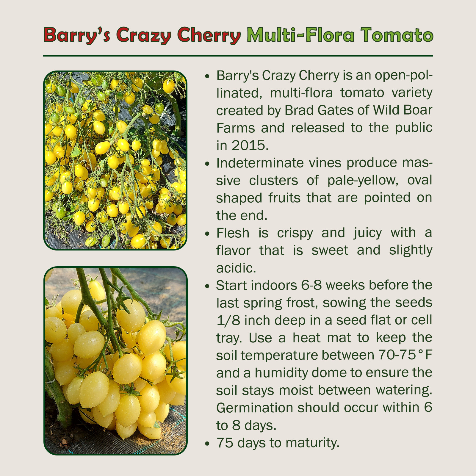 10 Barry’s Crazy Cherry Multi-Flora Tomato Seeds, Organic, Genuine USA