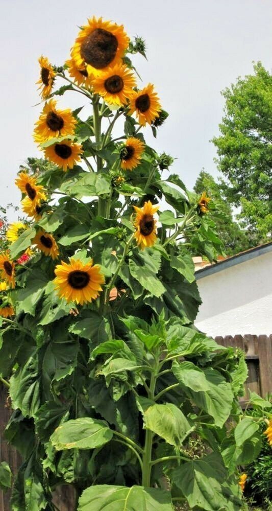 50+ SKYSCRAPER SUNFLOWER SEEDS – HEIRLOOM – NON-GMO – FRESH