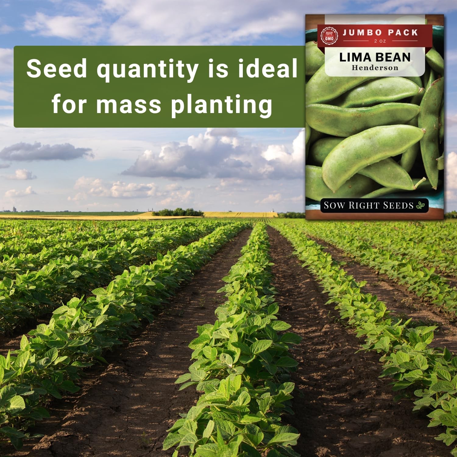 Bulk Bush Lima Bean Seeds NonGMO Heirloom for Vegetable Garden Planting