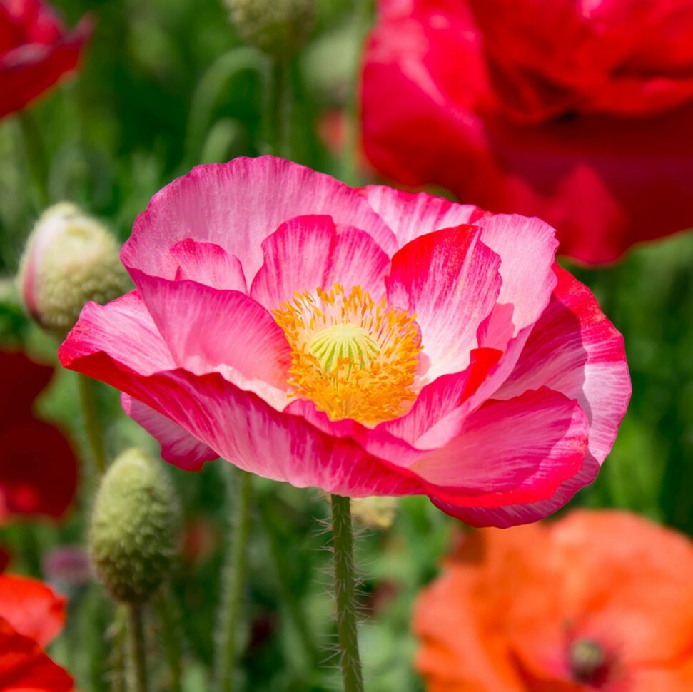 Double Mix Shirley Poppy Seeds | Pink Red English Field Poppies Flower Seed 2024