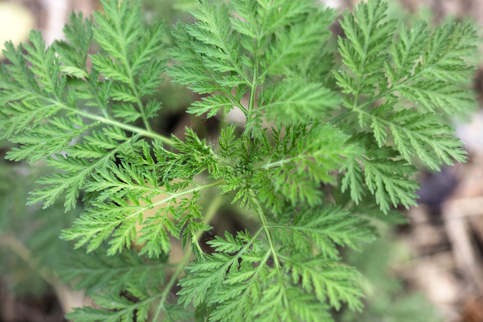 1000 SWEET WORMWOOD Artemisia Annua Sweet Annie Mugwort Sagewort Herb Seeds