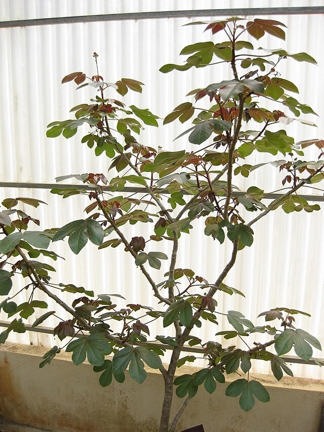 30x Jatropha gossypiifolia seed, Tua Tua, Bellyache Bush, tropical tree seeds.