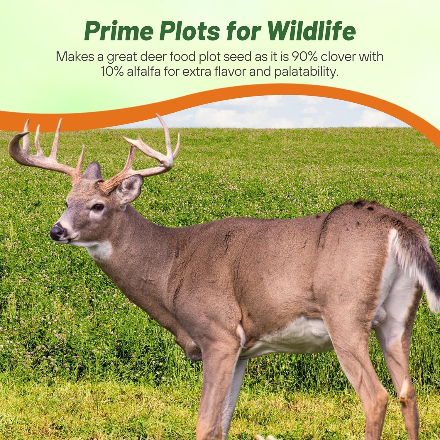 20 LBS – Inoculated White Clover King Deer Food Plot Seed For Planting –