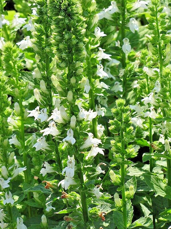 Giant white lobelia 253 SEEDS, LOBELIA SIPHILITICA hardy, EZ to grow, USA seller