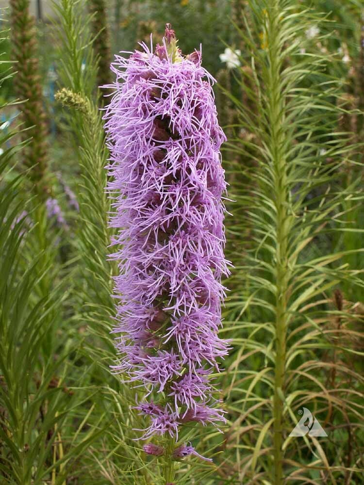 GAYFEATHER (Marsh Blazingstar) CutFlowers Perennial Honeybees Non-GMO 300 Seeds