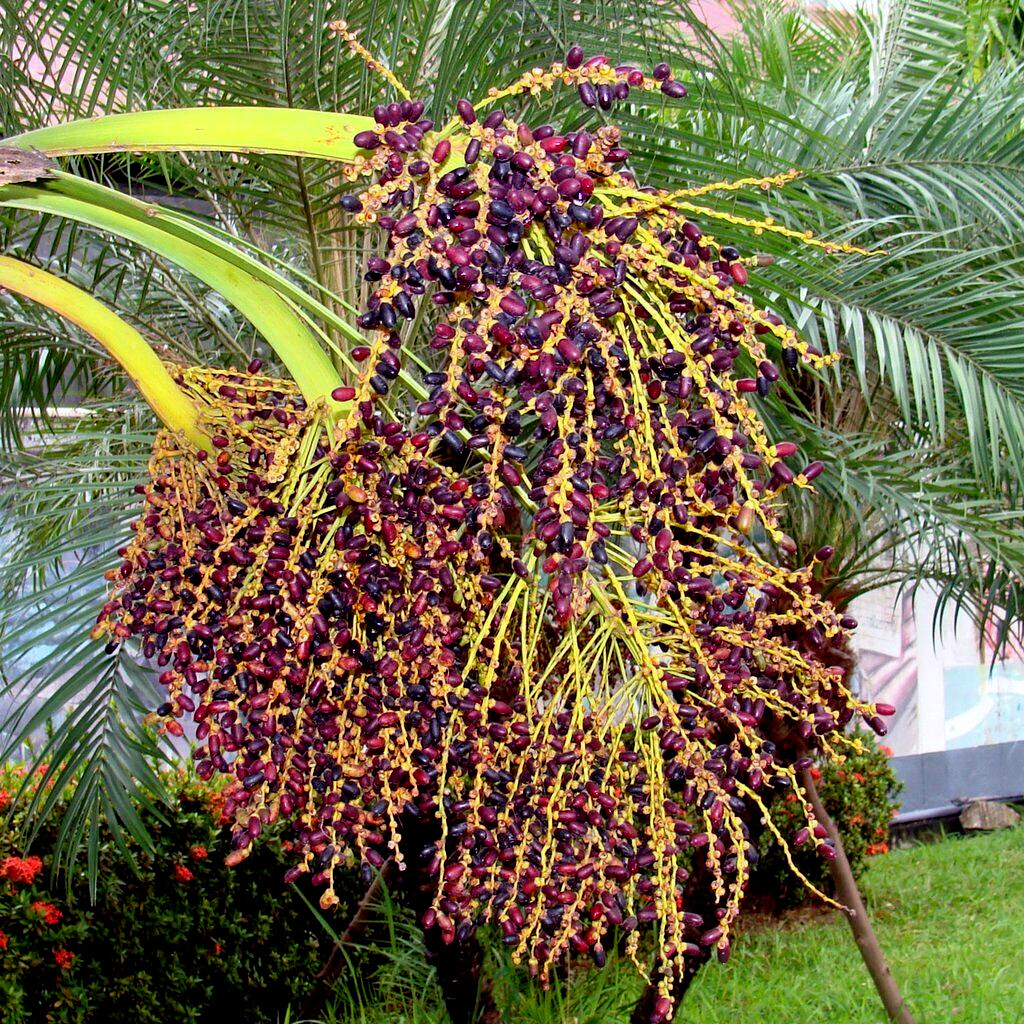 Dwarf Pygmy Date Palm Tree Seeds (Phoenix roebelinii) Great Indoor Houseplant