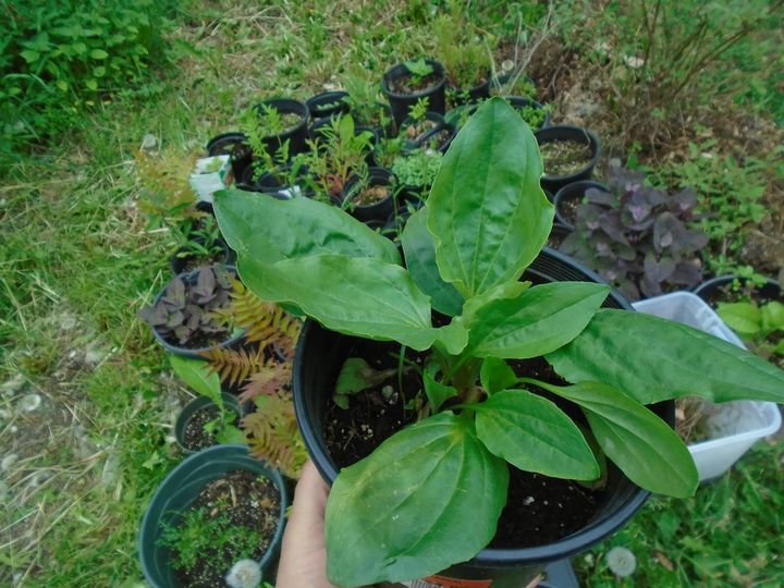 Broadleaf Plantain Plantago major seeds (1000 seeds!) Alaska USA wild harvested