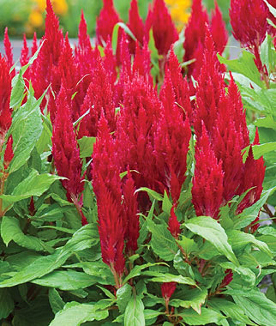 Celosia Seeds 150+ Seeds Celosia Red Cocks Comb Seeds Cut Flower