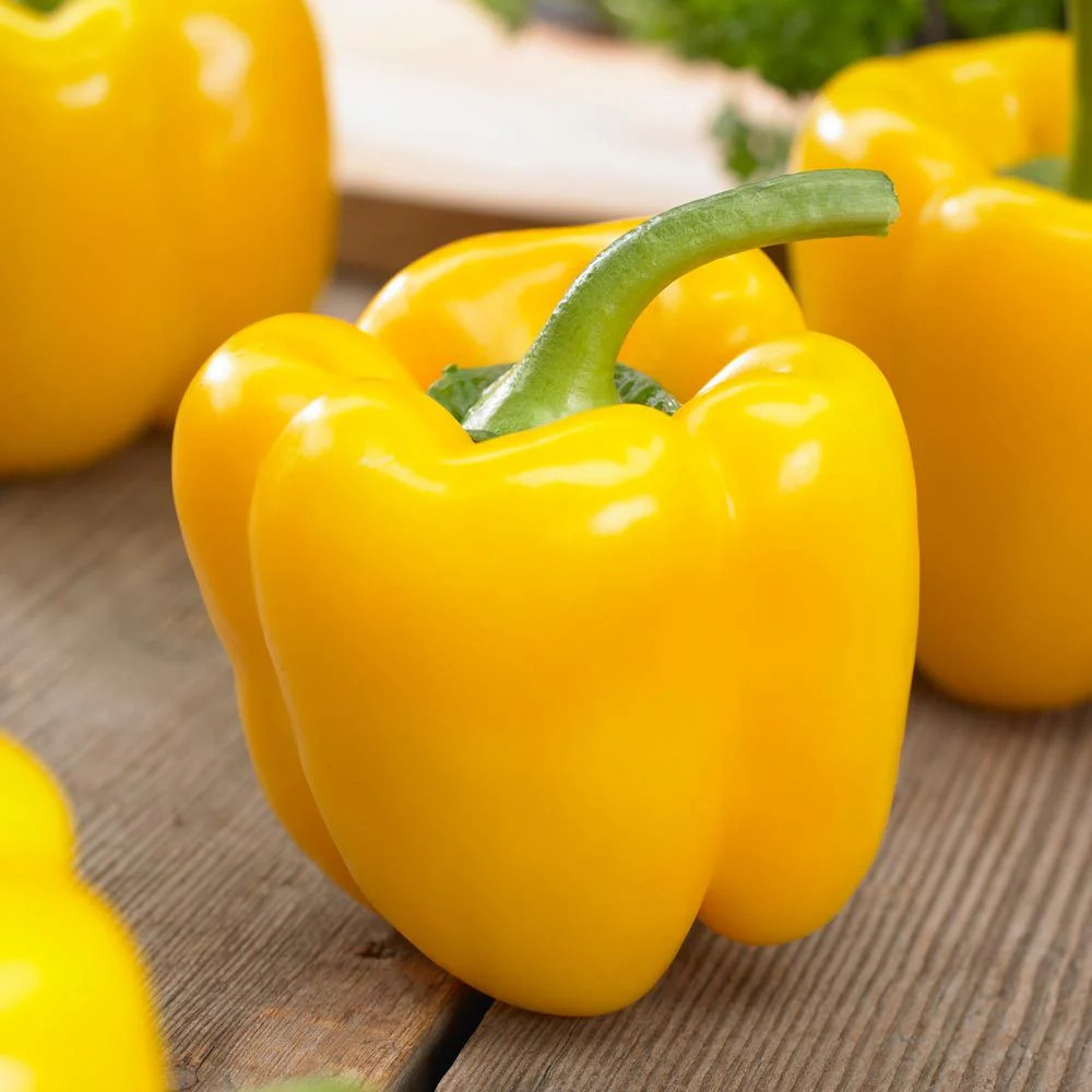 Golden Cal Wonder Bell Pepper Seeds – 100+ Count – For 2025 Planting Yellow