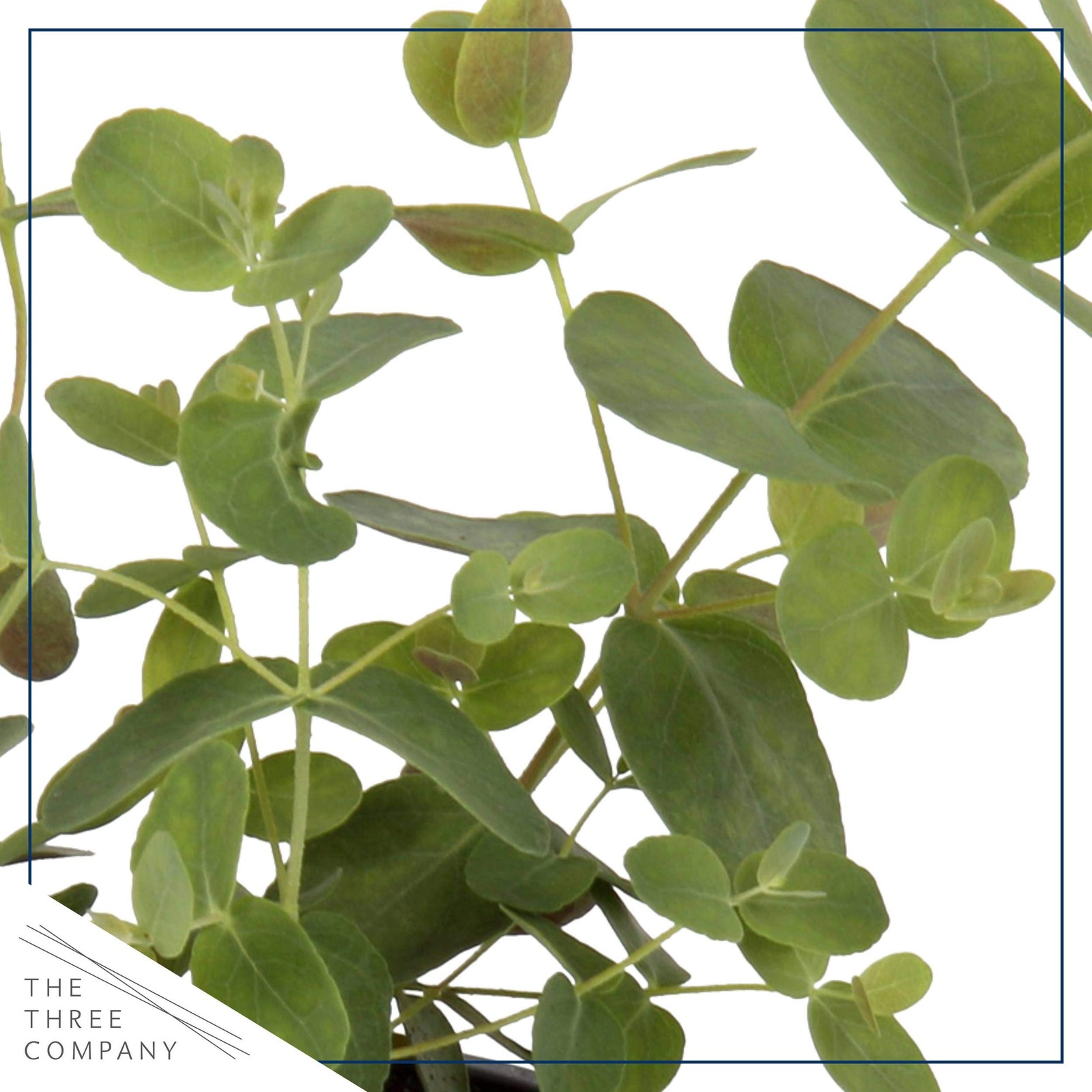 Live Aromatic and Edible Herb – Eucalyptus (4 Per Pack) – Assorted Varieties,…