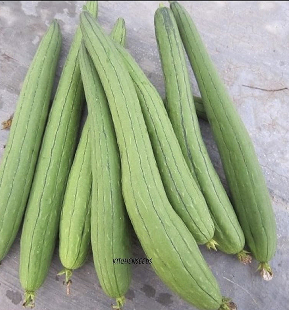 30pcs Super Long Luffa Gourd Seeds – Non-GMO, Loofah Sponge Gourd Seeds.