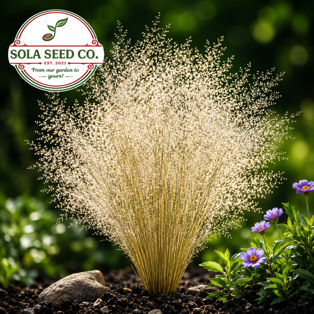 1000 CLOUD GRASS Agrostis Nebulosa White Flower Tan Ornamental Grass Seeds USA