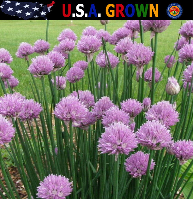 500 Chives Seeds Culinary Herb Allium schoenoprasum