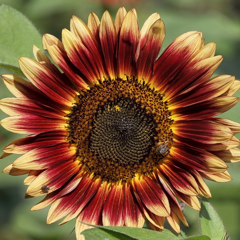 EVENING SUN SUNFLOWER SEEDS 30+ ANNUAL flowers GARDEN bees Free Shipping