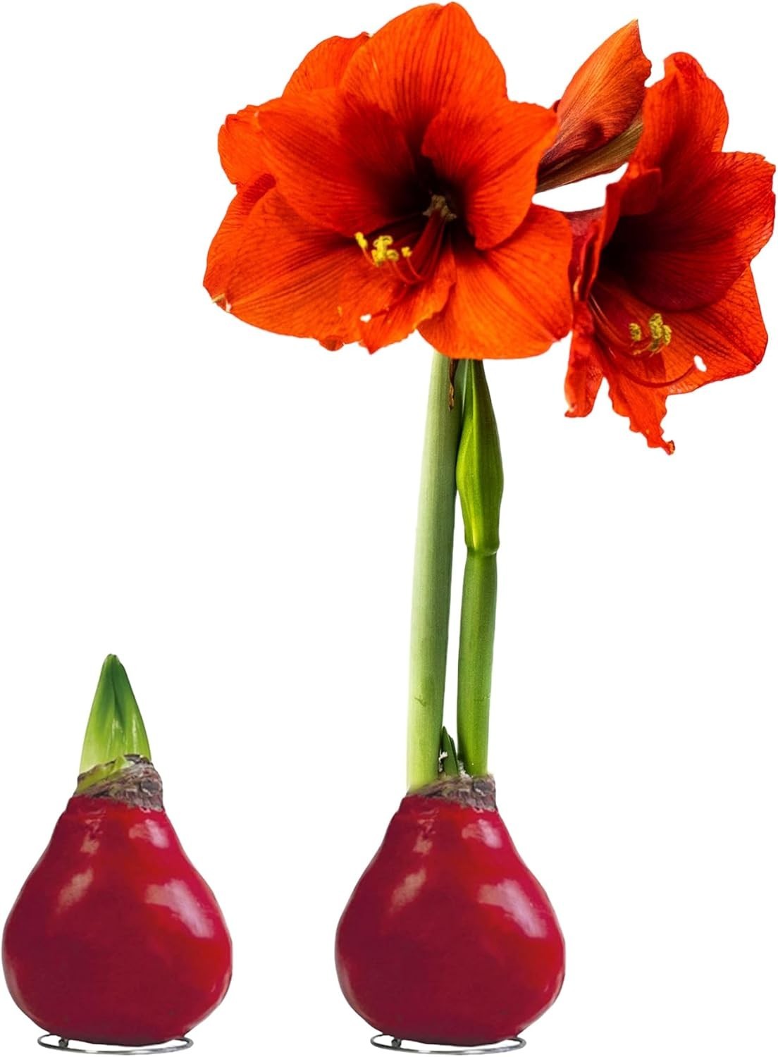 Live Waxed Amaryllis Bulb – Red Blooms, No Watering Needed, 16 Inches Tall