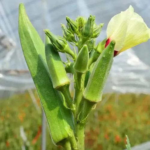 Okra -Green Slim