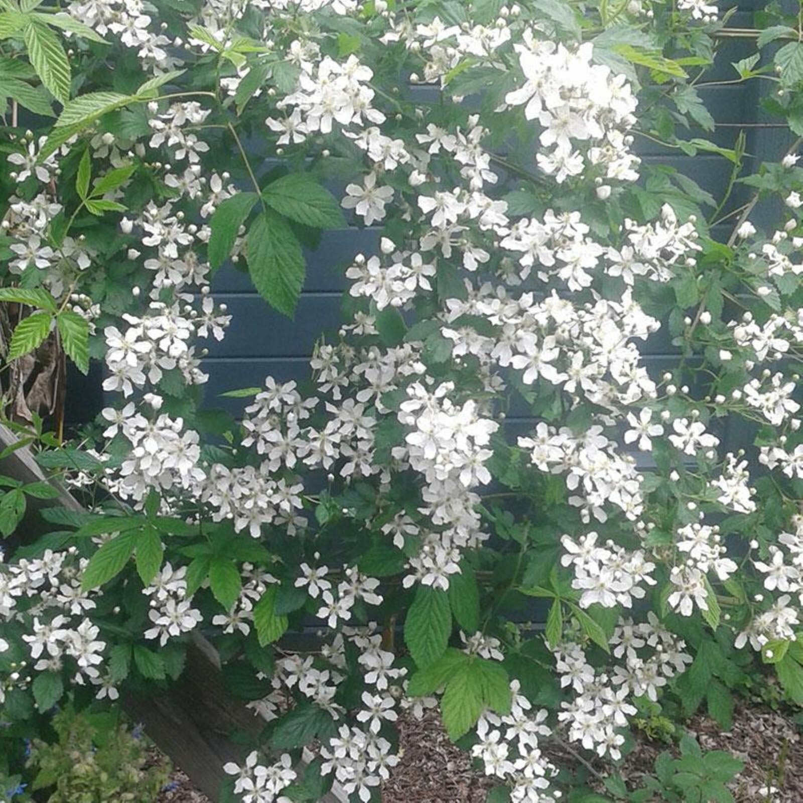 White Blackberry Rubus ‘Snowbank’, 10-15” tall