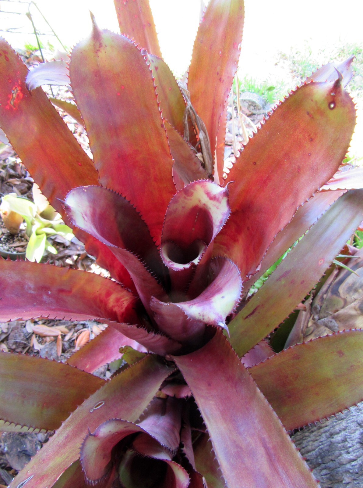 Aechmea unknown