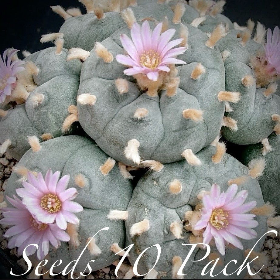 ULTRA RARE SEEDS (10pk) L0ph…v. CAMARGO x10 (Ten) Cactus US SELLER