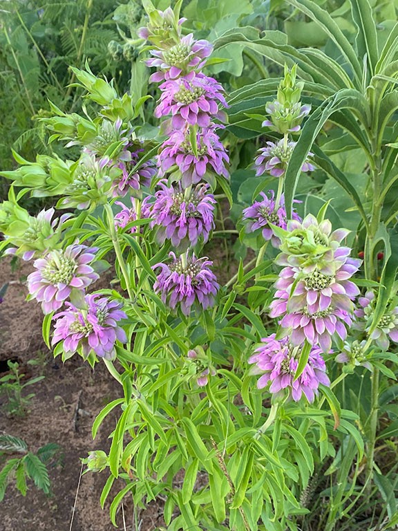 Lemon Mint Seeds Organic Non GMO Free Shipping!