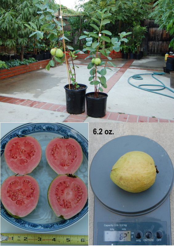 200 Large sweet fragrance red Guava fruit Seeds, 200 Seeds