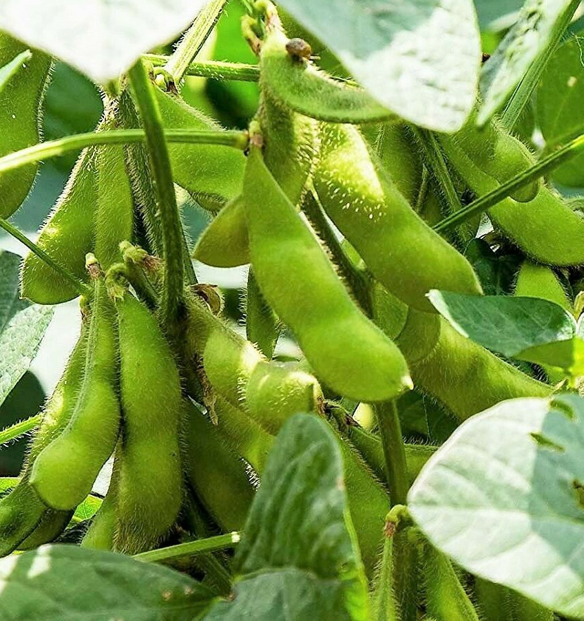 Triple Play Japanese Edamame Soy Bean Seeds | USA Chinese Asian Vegetable 2024