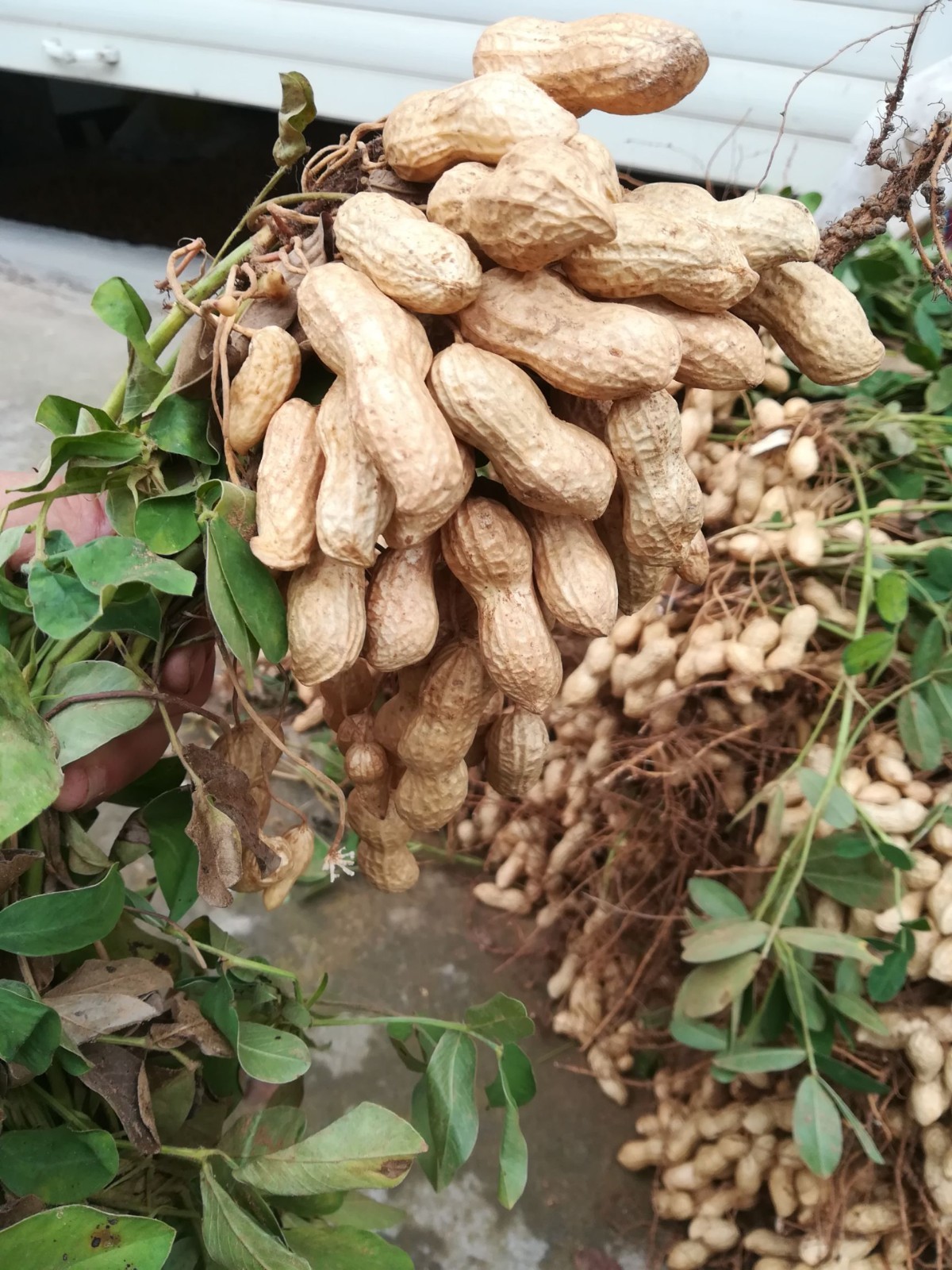 100 pcs Peanut Seeds for Planting. Raw Virginia Peanuts Seed for Home Garden