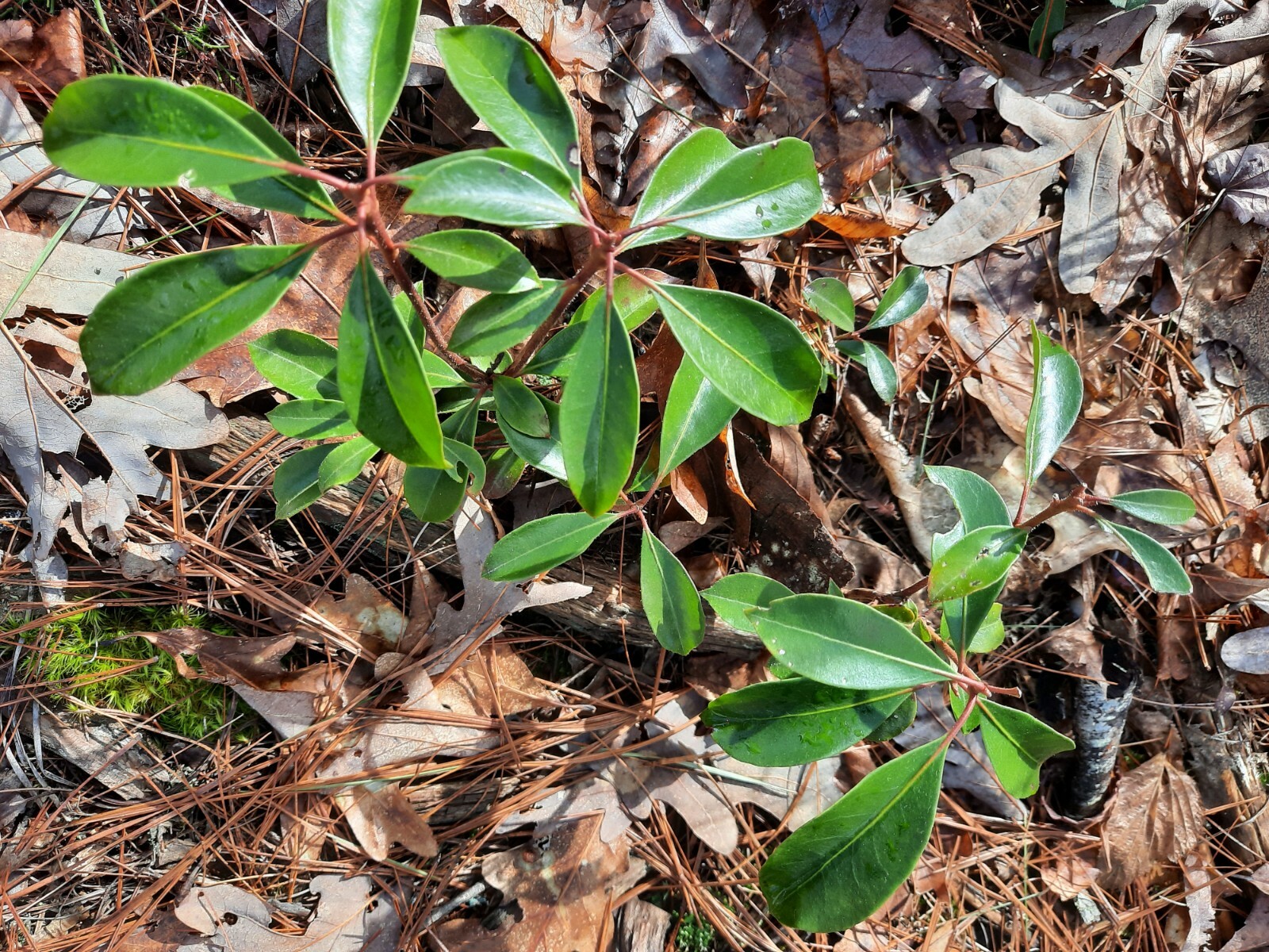 4 Mountain Laurel (Kalmia Latifolia)  native start plants,, bare root