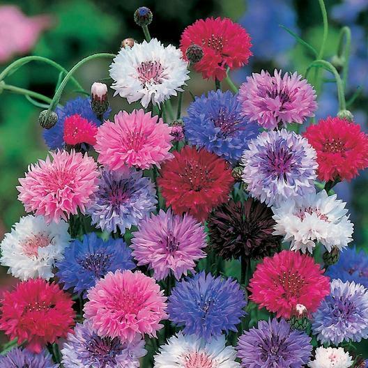 Landscaper’s Pack Cornflower Bachelor Button DWARF MIX Non-GMO 1500 Seeds!
