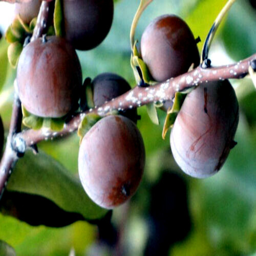 10 DATE PLUM FRUIT TREE SEEDS (Diospyros Lotus) “MEDITERRANEAN PERSIMMON” PLANT