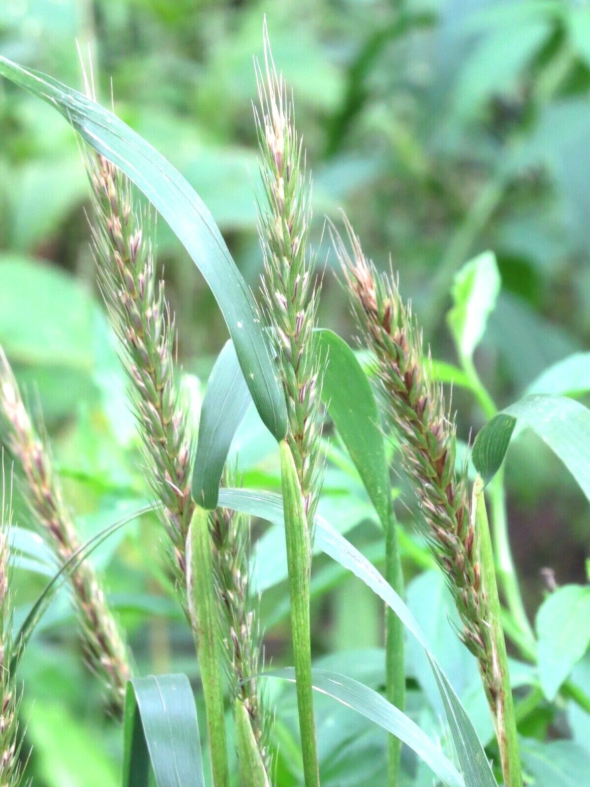500+VIRGINIA EASTERN WILD RYE Grass Seeds Native Prairie Bunchgrass Spring Fall