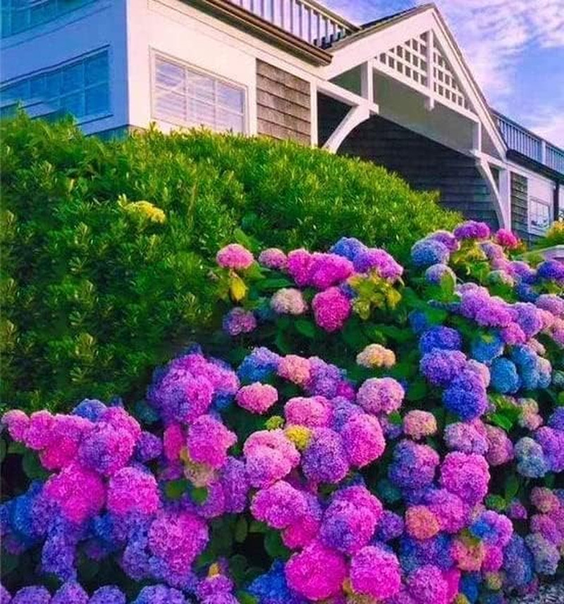 30pcs Blue Pink Purple Hydrangea Seeds – Stunning and Resilient Perennial Flower
