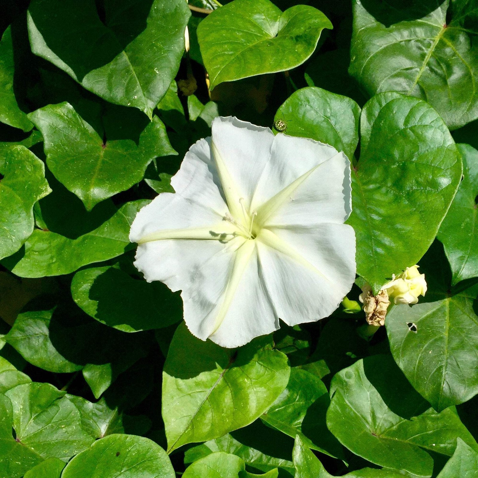 Giant Moonflower Seeds (Ipomoea alba) ~Night Blooming Jasmine Scented Vine