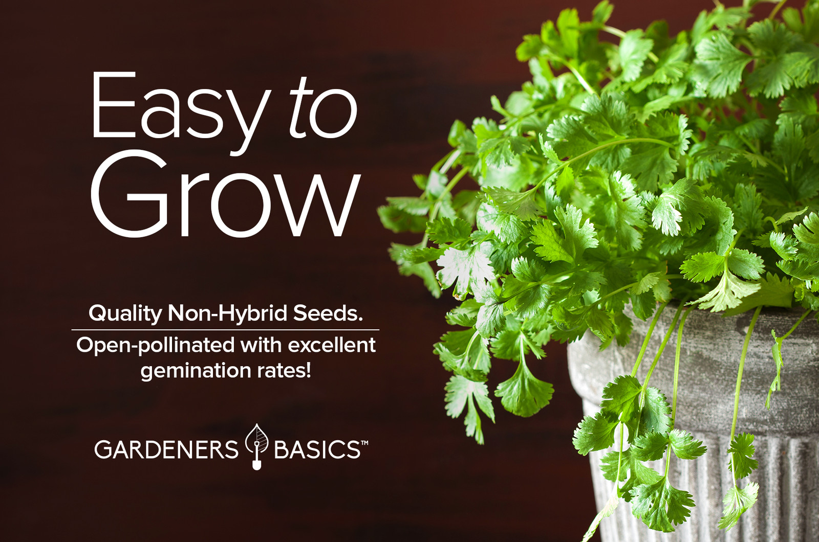 Slow Bolt Cilantro Seeds