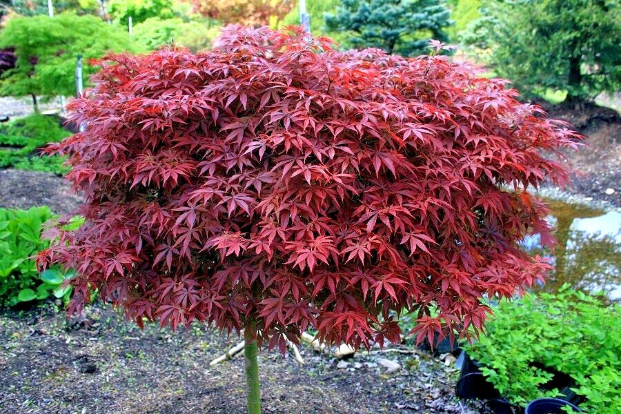 10 DWARF Japanese Red Linear Leaf Maple Tree Seeds Acer Scolopendrifolium Bonsai