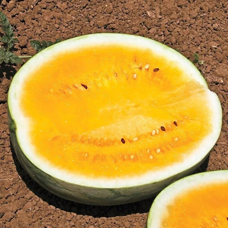 25 Mountain Sweet Watermelon Seeds – Heirloom – Organic – NON GMO ——— RARE