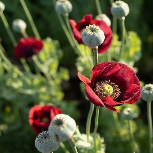 Premium Stratified Heirloom Papaver Giganteum Seeds Gorgeous Giant Red Flowers