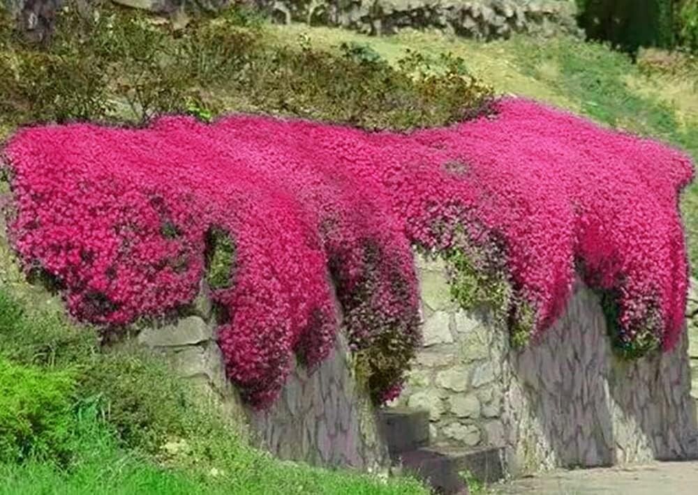 1000+ Red Creeping Thyme Seeds — Groundcover — Non-GMO — FRESH