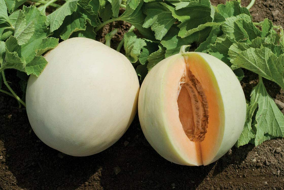 25 HONEY DEW ORANGE FLESH CANTALOUPE SEEDS NON-GMO FRESH GARDEN HARVEST