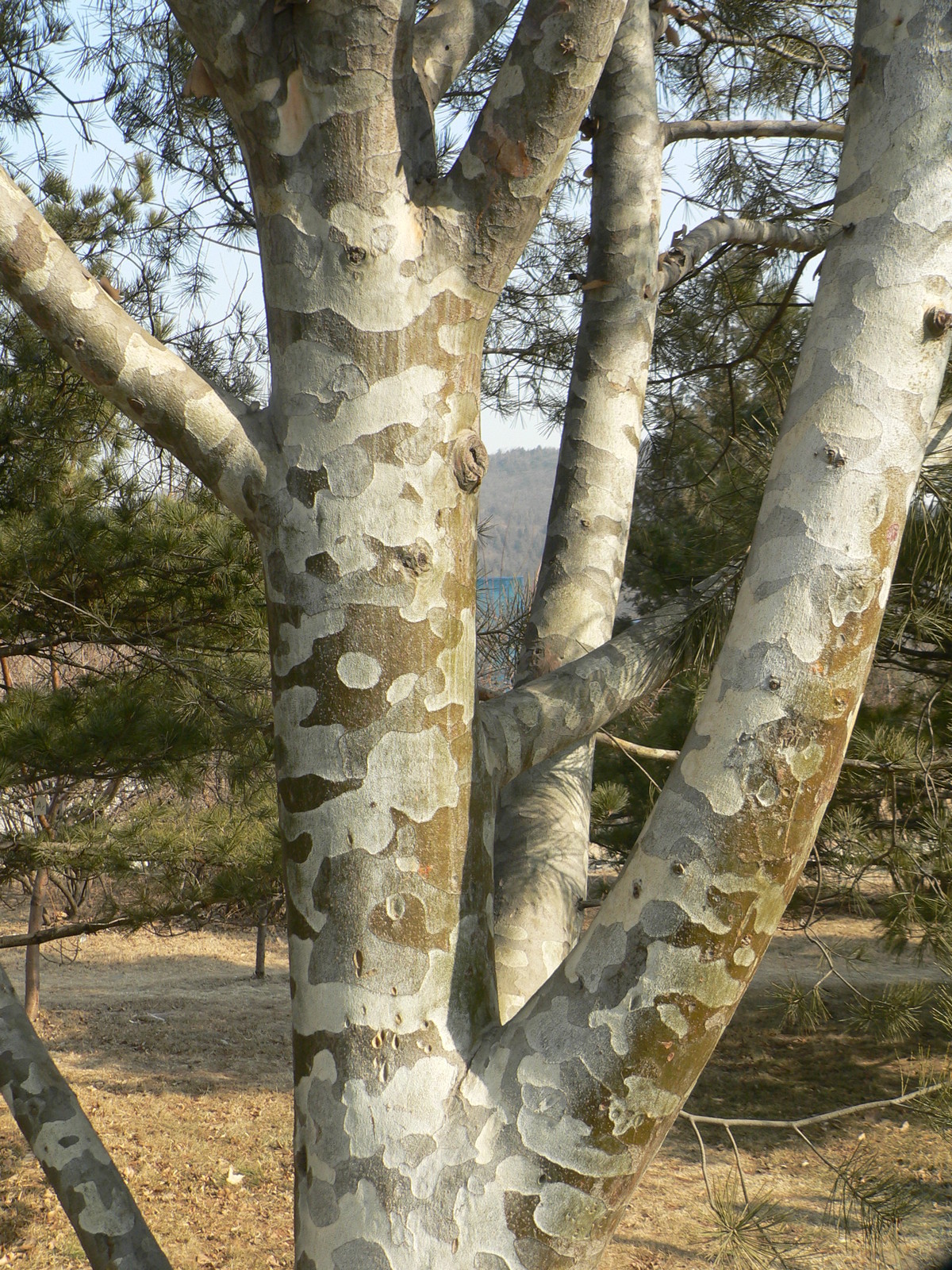 Lacebark Pine, Pinus bungeana, Tree Seeds (Showy Hardy Evergreen, Bonsai)