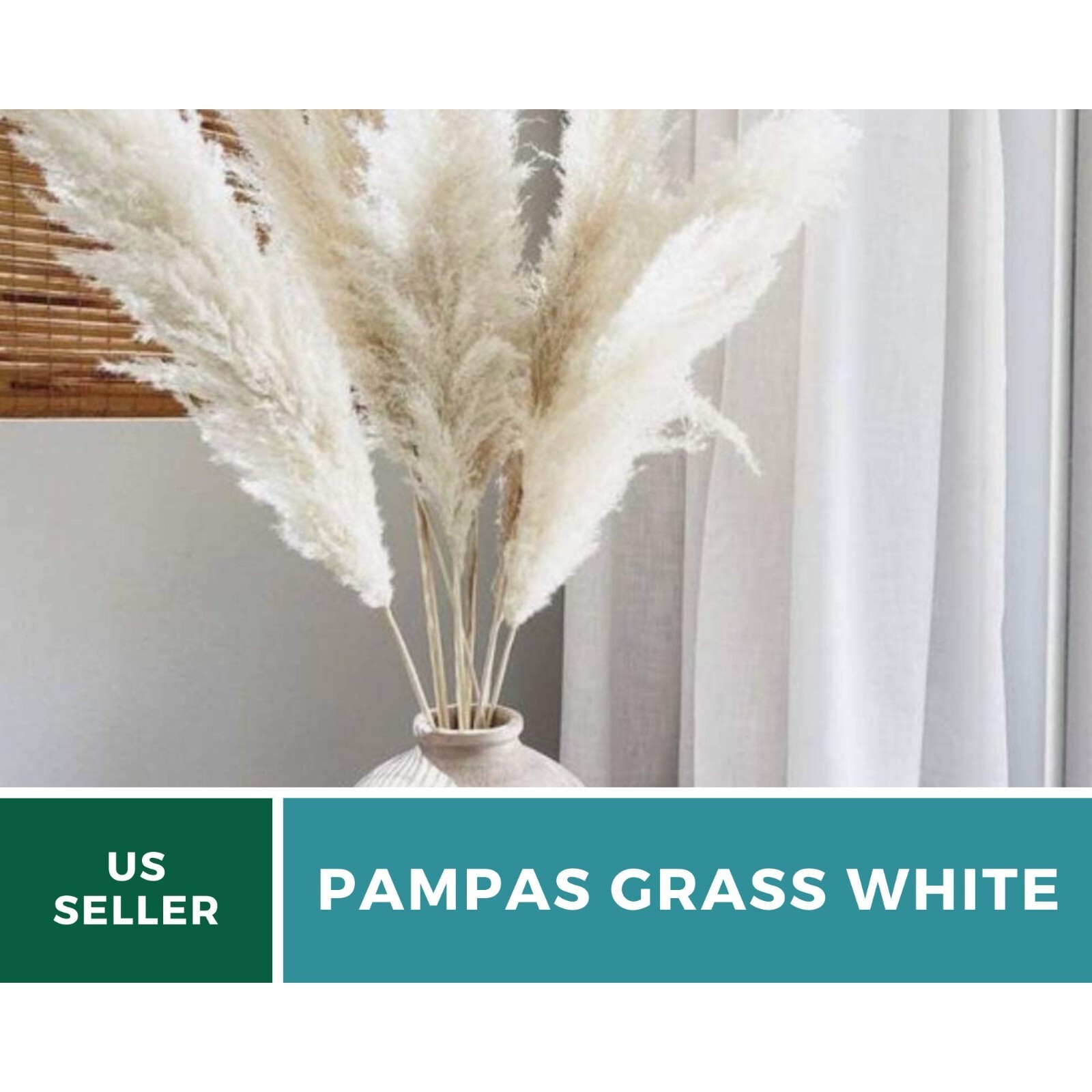 Pampas Grass, White – 100 Seeds – Heirloom Ornamental Grass – Elegant and Airy