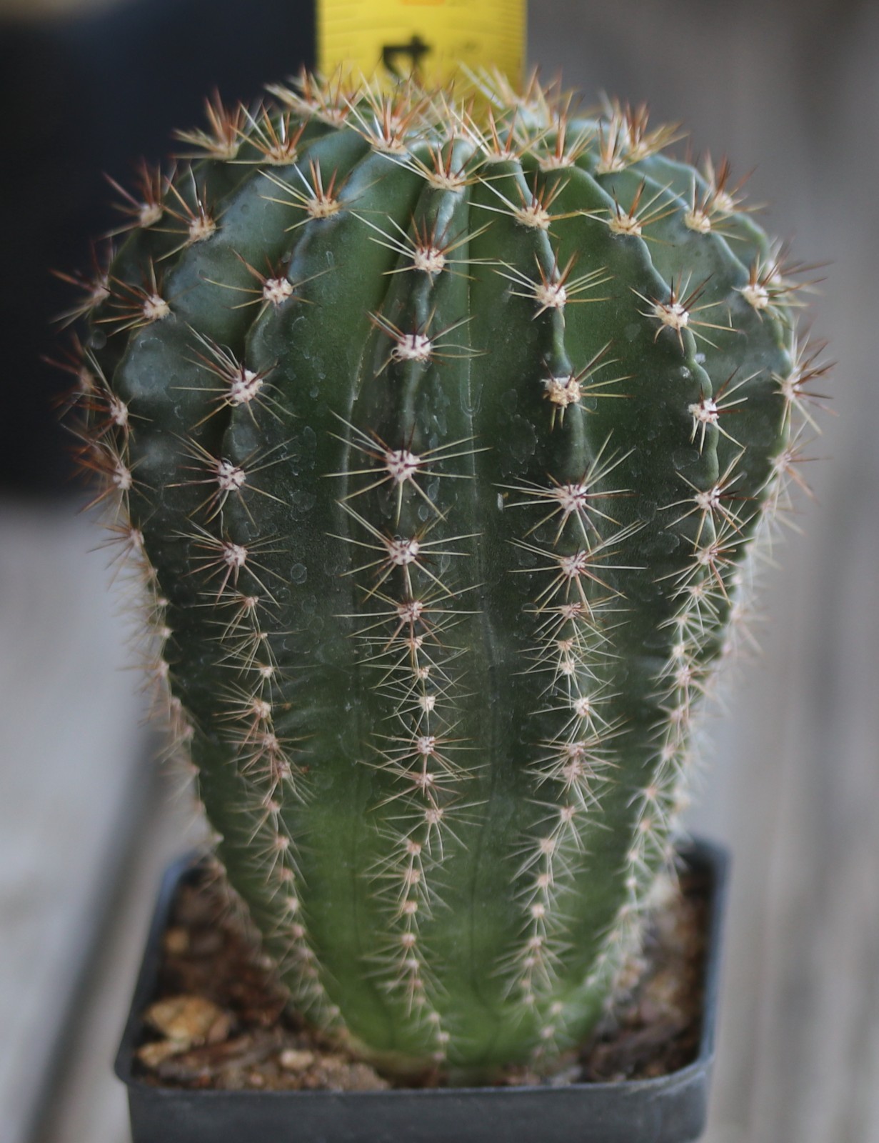 Echinopsis hybrid ‘Ben Hur’