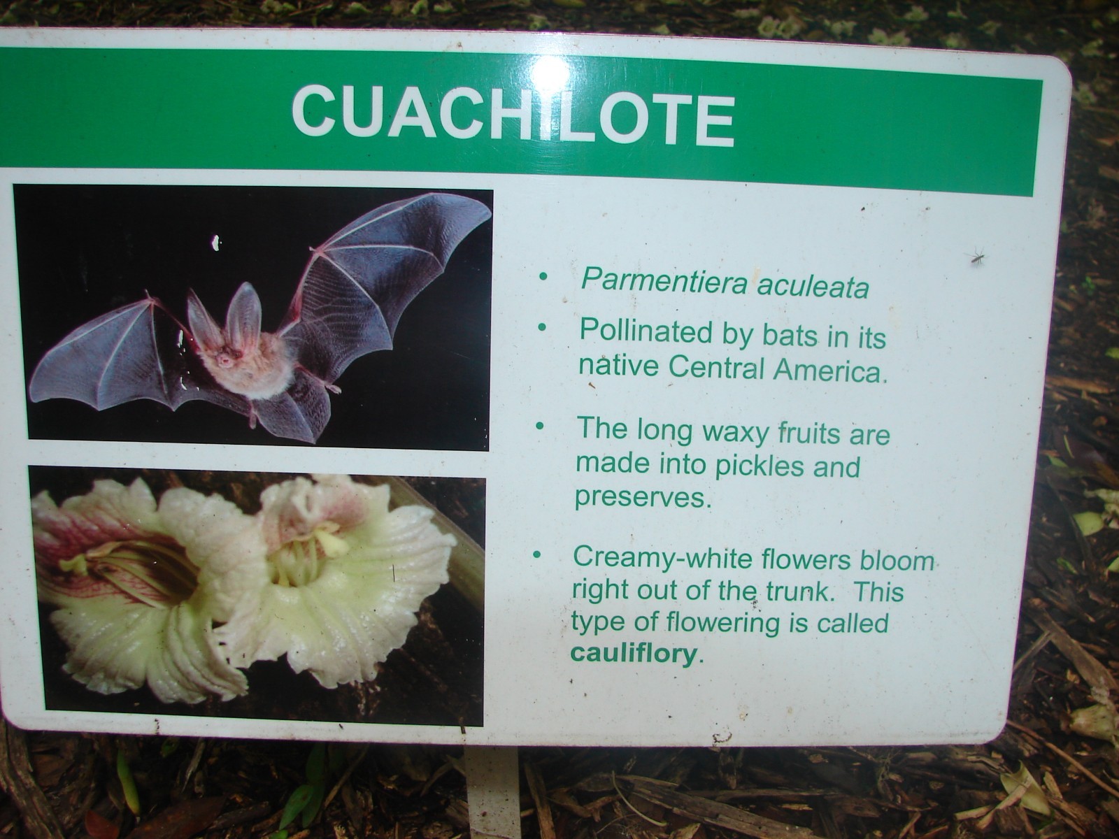 ~Guajilote~ Parmentiera Aculeata CUCUMBER FRUIT Tree Live Sml Potd Starter Plant