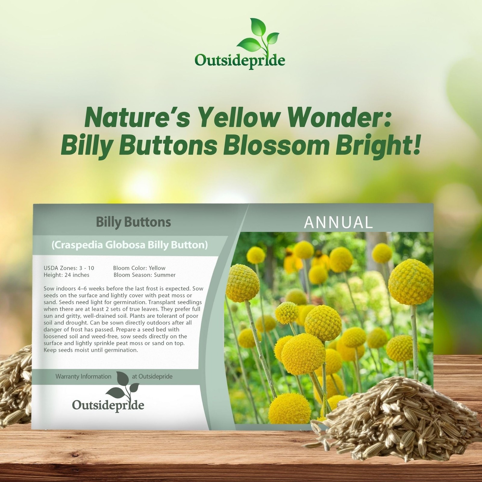 Billy Button Craspedia Globosa Seed 1000 PCS Yellow Spherical Bloom Flower