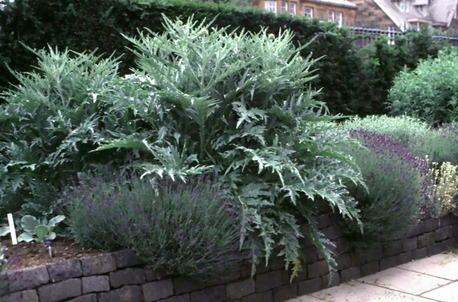 Globe Artichoke, Cynara scolymus, Seeds