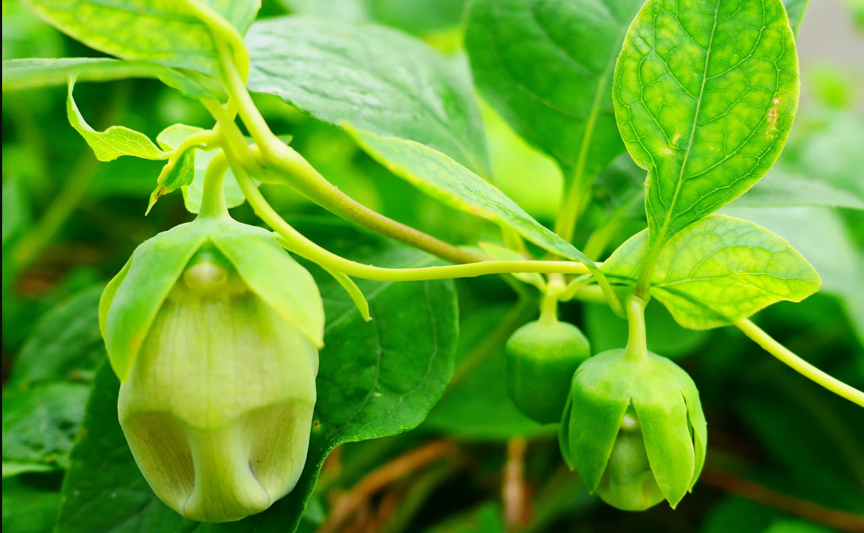 60 seeds| Dang-shen, Codonopsis pilosula Herb seeds #6004