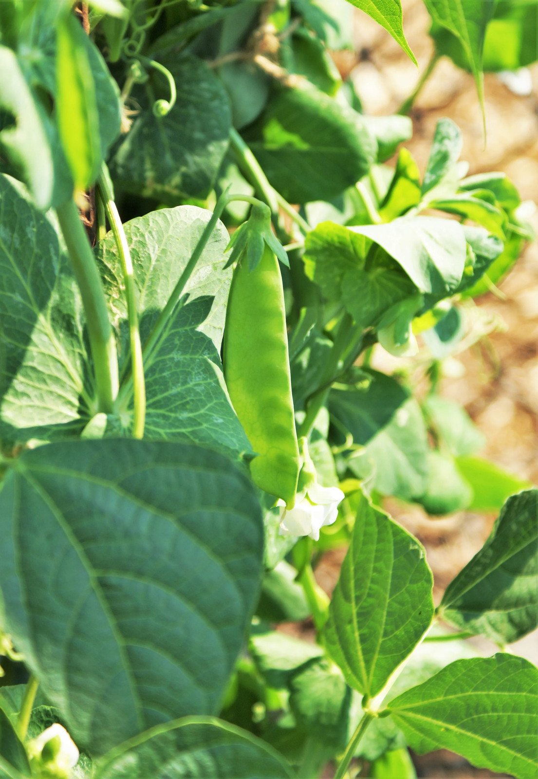 Dwarf Grey Sugar Pod Snow Pea Seeds | Asian Chinese Snap Peas Fresh Seed 2024